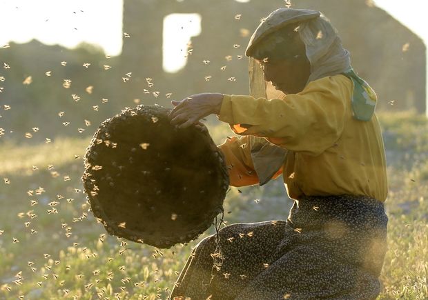 Honeyland Blu-ray review: Dir. Tamara Kotevska, Ljubomir Stefanov (2019)